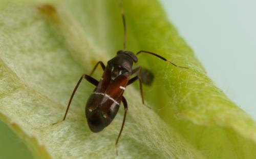Pilophorus sp.